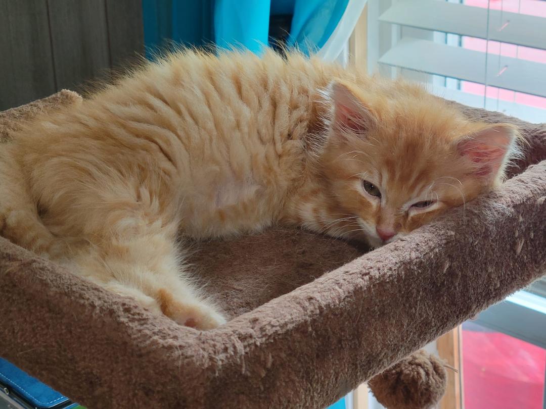 When a girl in Walmart cat food isle said she had Maine Coon kittens that were free we went over to take a look but they were all Grey and to young but she had this Maine Coon mix with runny eye and skinny we loved him took