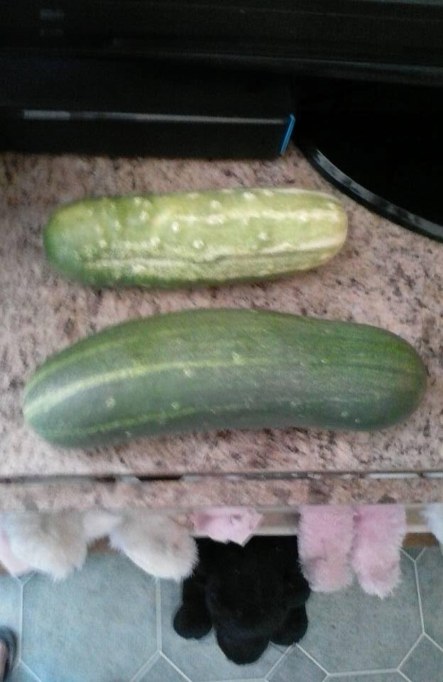 Thank you for the big cucumbers Brandy