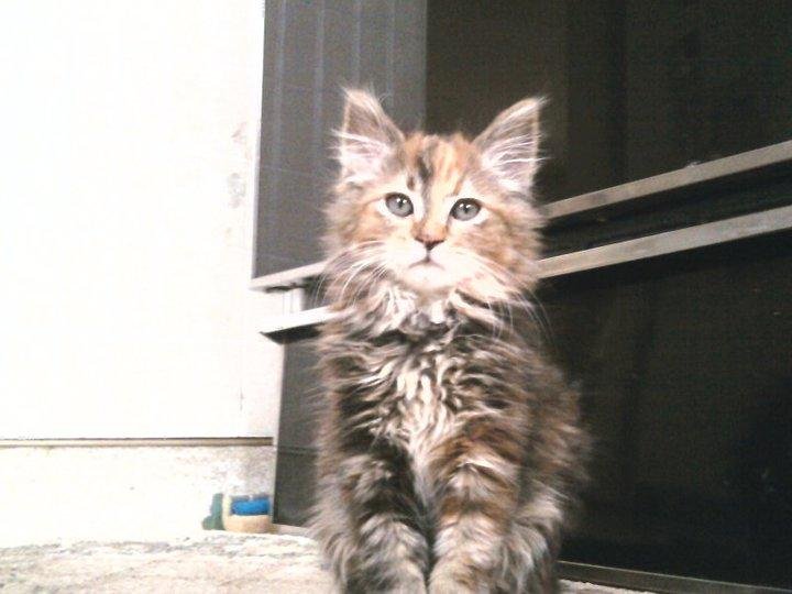 my farro kitten! my son is a great photographer ha