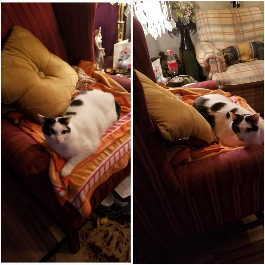 I need to find a home Foster or otherwise for this beautiful baby by this afternoon or I will be forced to take her to animal control which I don't want to do please help her mama come upon hard times can and cannot take ca
