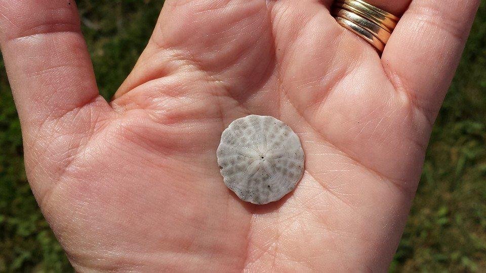 Found this sand dollar at my feet while standing in the water at lynn beach.