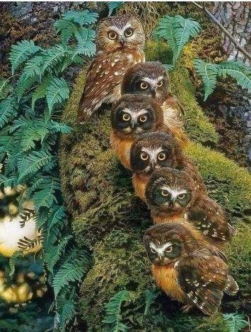 Whoooooo are you staring at??