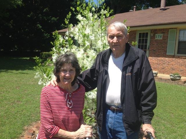 Grandfather Grey Beard tree