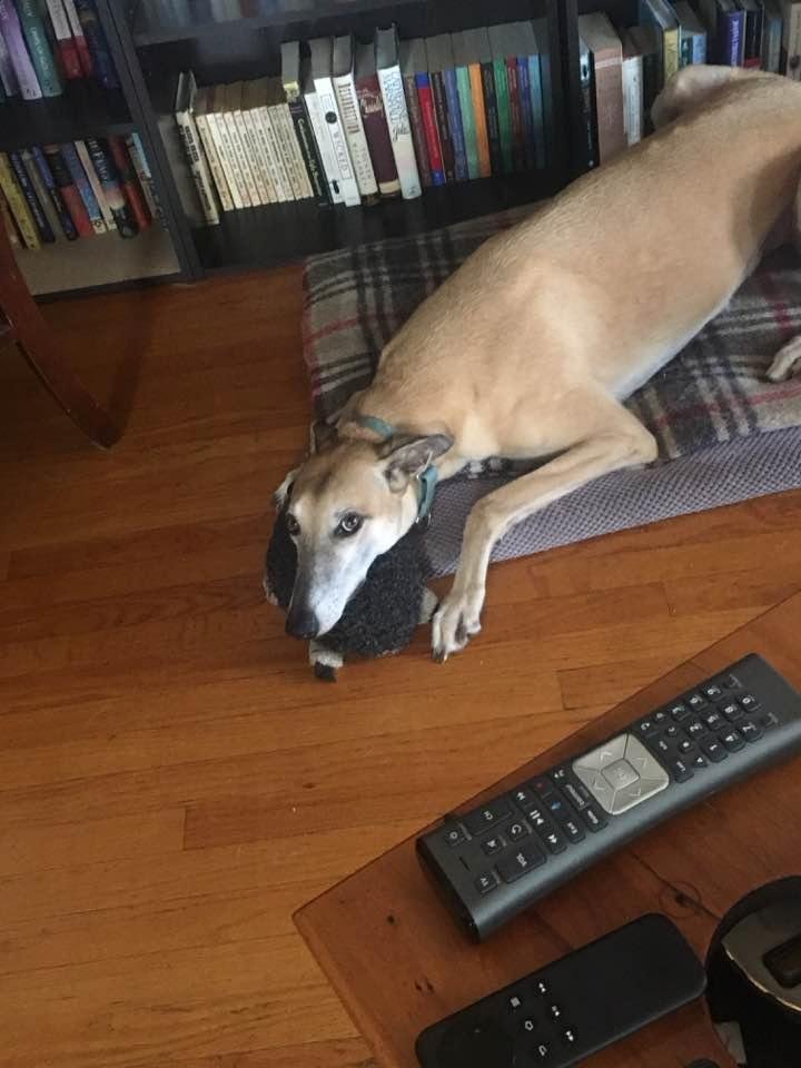 I love my Harold. Please don't take him away!