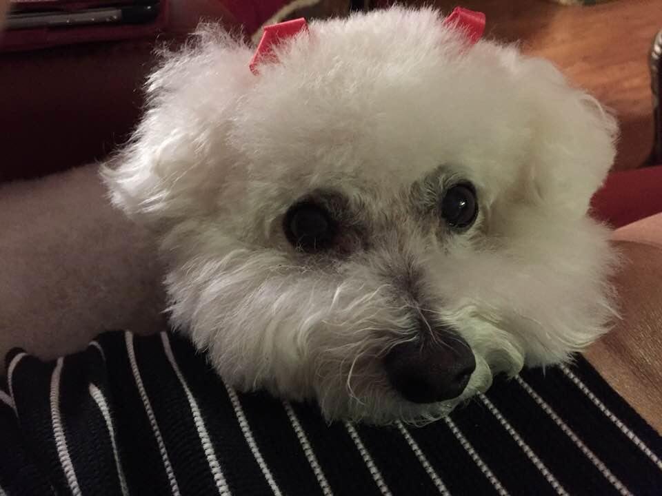 Today is my Precious Allie’s 13th Birthday!
Happy Birthday Sweet Girl! I love you with all my heart and soul!
You’ve been there for me through some really tough times! You love me unconditionally, as I do you!