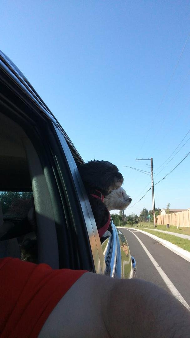 Whee wee wee whee going on a car ride