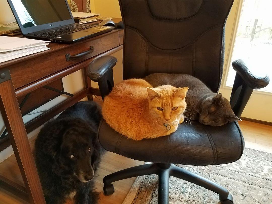 My pets are making me late to work today!