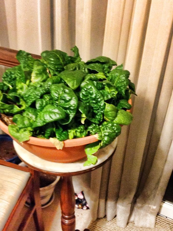 Here is my garden