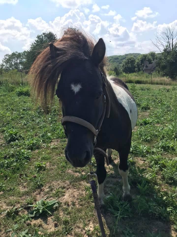 I decided to build a bond with this crazy little pony today, would of been out longer but we were drenched in sweet just standing there