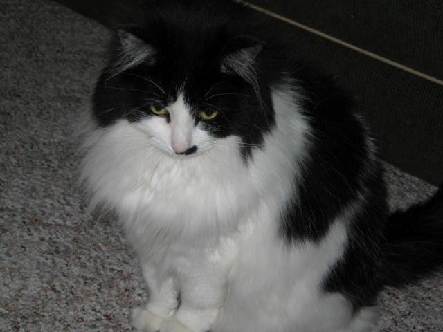 I dropped my cat, Megan, (Meggie) off at the vets this morning for her usual seasonal removal of big ole hair knots which really get to bothering her. She is a long haired cat. Here is her picture before she gets the treat