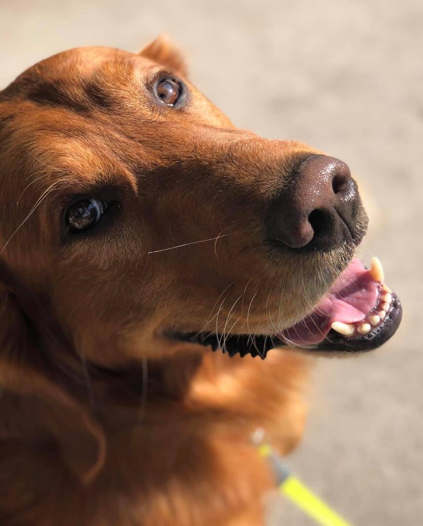Riggins, an extraordinary dog!