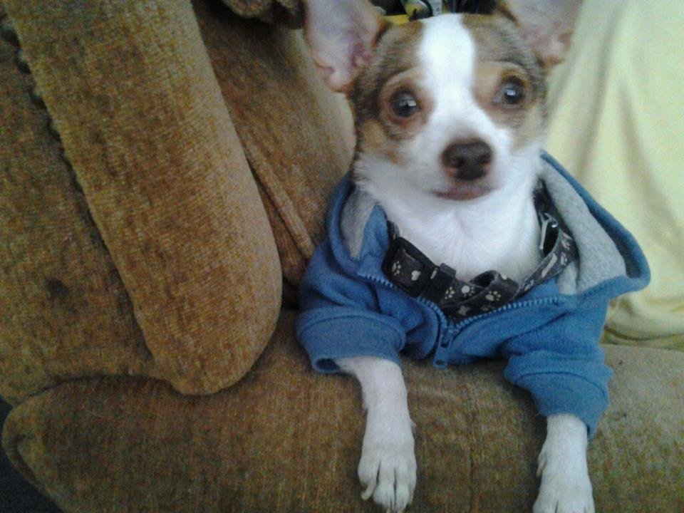 Niko in hoodie
