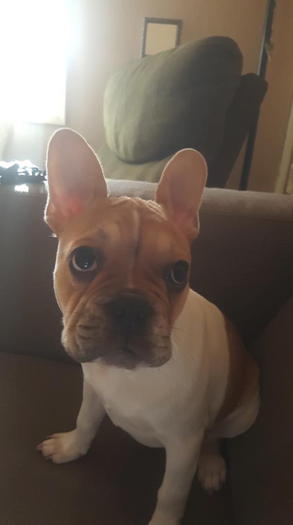 Lillian is 4 months old. She is beautiful.