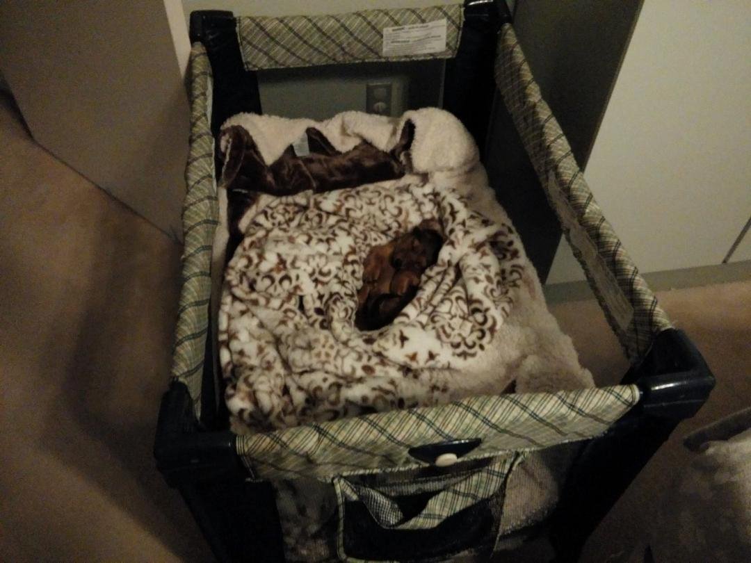 Can you find the our new puppy in the picture?