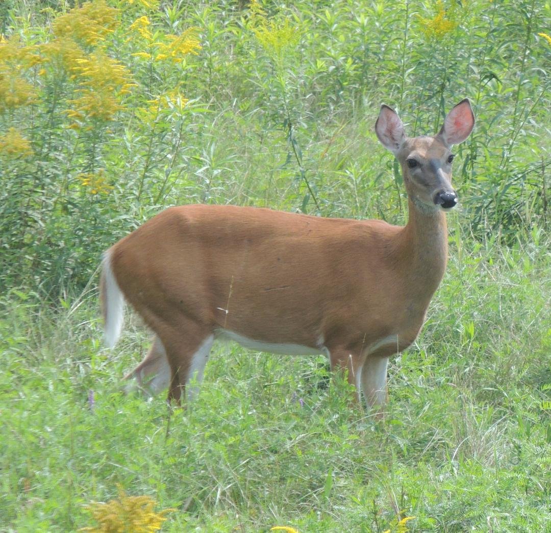 Mmmm. Thanks for the geat backyard pasture, Bob !