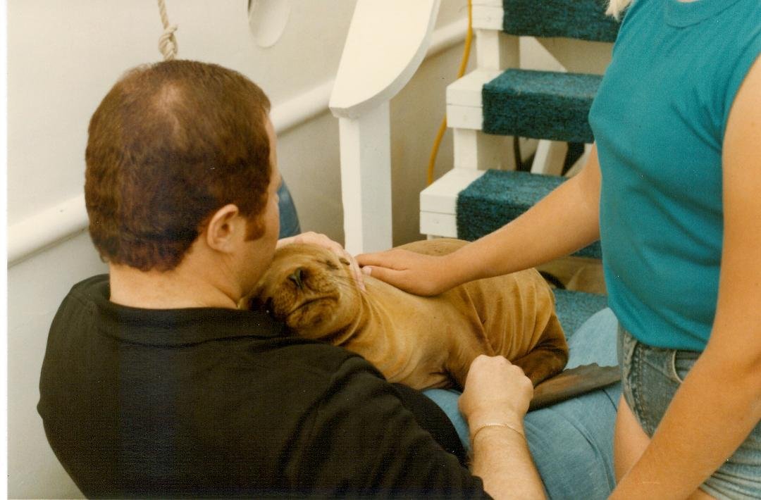 Me with a baby seal on my lap, about 30 years ago. She cuddled for about 3 hours until the harbor patrol came and made me put her back in the marina. I took her out because the boat propellers would hurt or kill her. I boug