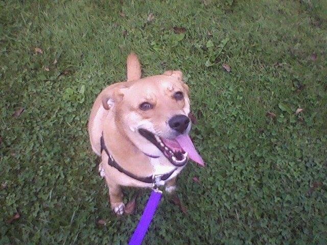 New dog on campus! - This is Ginger.