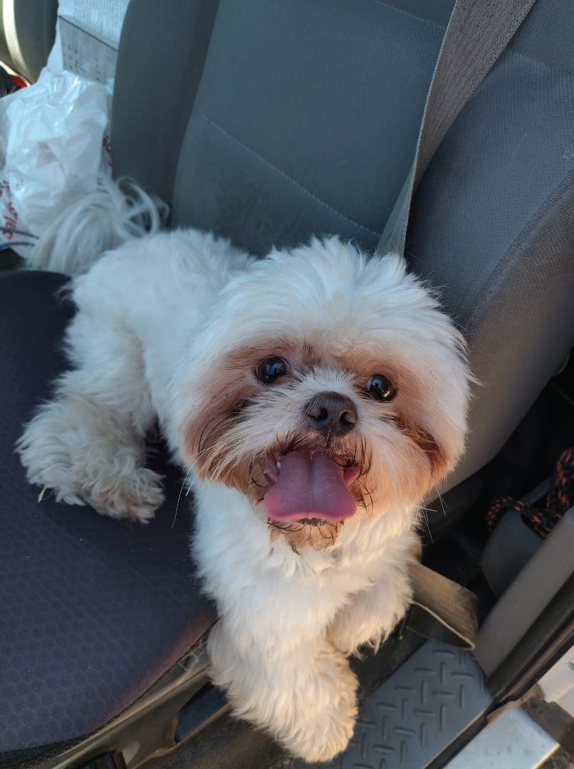 Found lost dog on Harvard avenue in cherryland Hayward. 510 415 1784