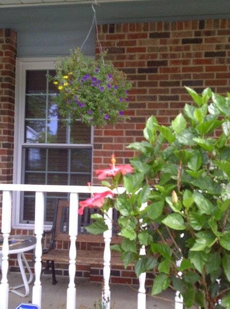 Finally in bloom!