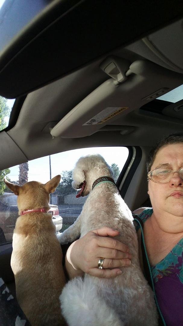 Why I even bother trying to put them in the back seat is beyond me