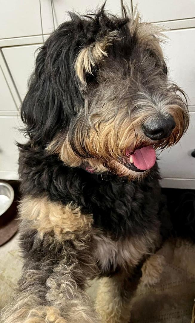 Maggie says happy dog day too.