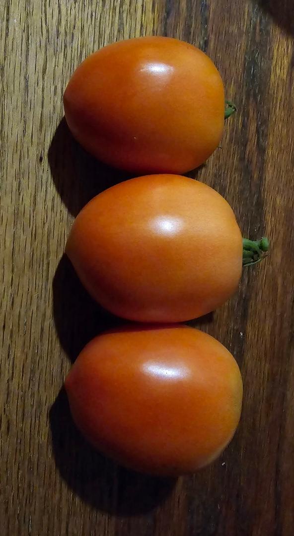 ROMAS!!! Fresh from our garden....can't wait to try them 😋