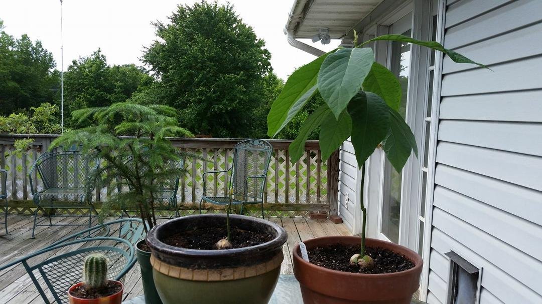 The new avocado plant finally is putting on new growth, wasn't sure for a few weeks.