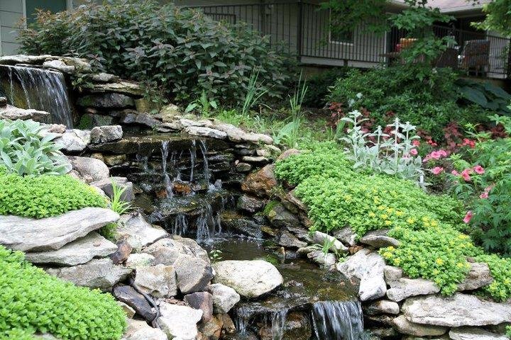 Jon Curby's album, pond and garden 2011
