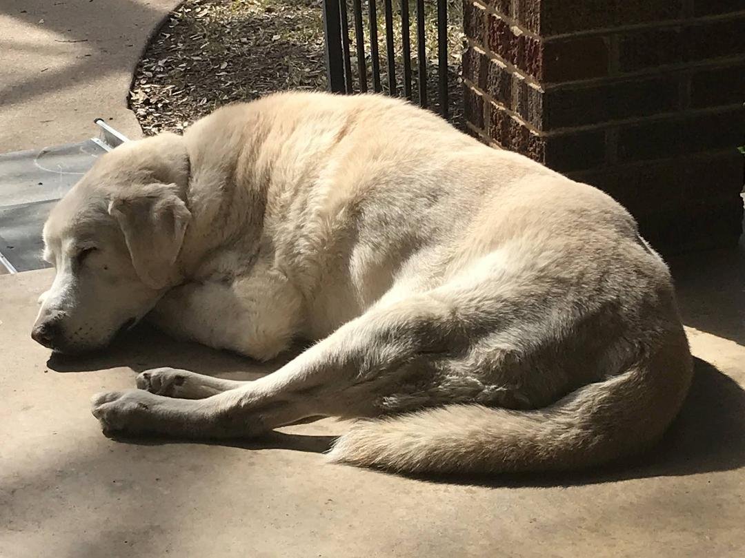 Bark (2006-2019) crossed over to the other side last night.He was one heck of a canine.Rest in Peace Buddy