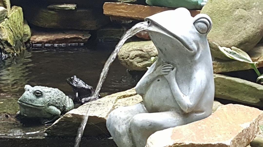 This is our pond. Which frog is the real frog?