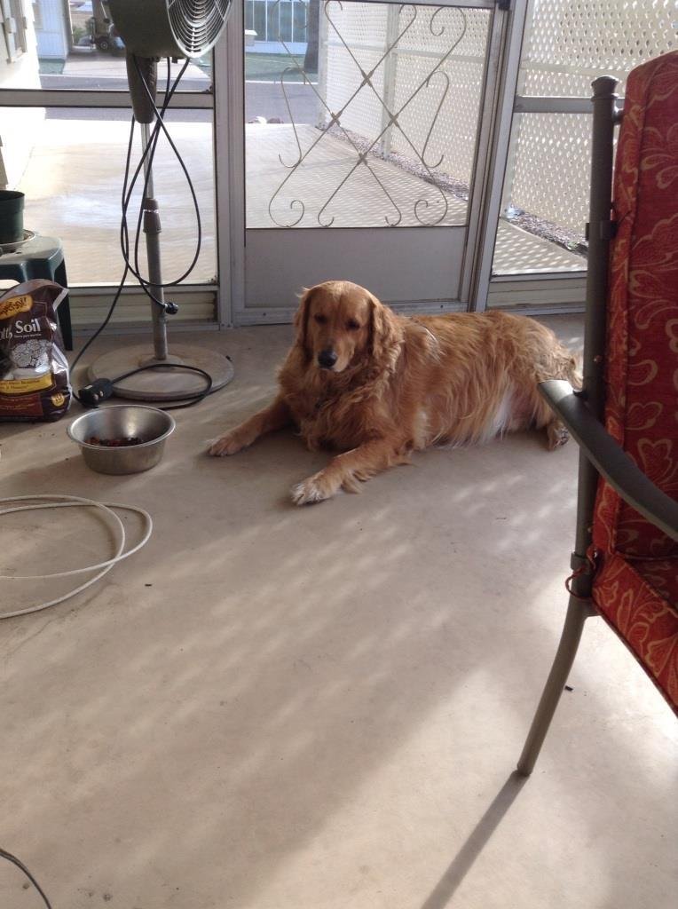 National Doggie Day. My baby Jake