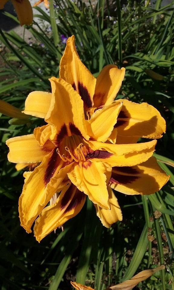 Debbie Lamb's album, Mobile Uploads