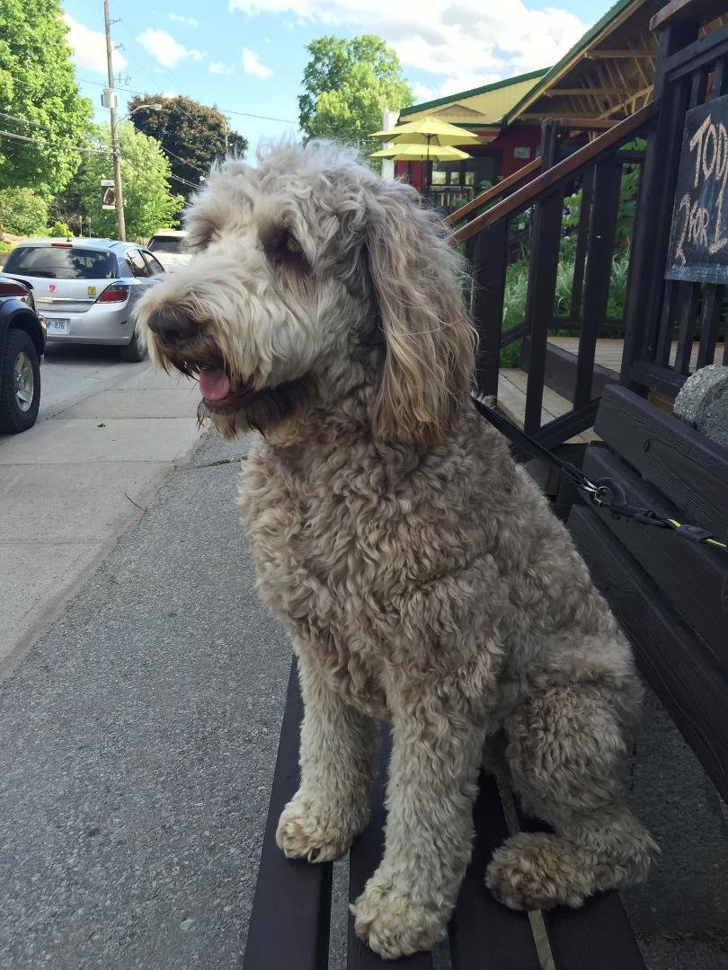 My dog, wondering if I should go into our Scruffy Duck pub for a beer? She decided yes I should!