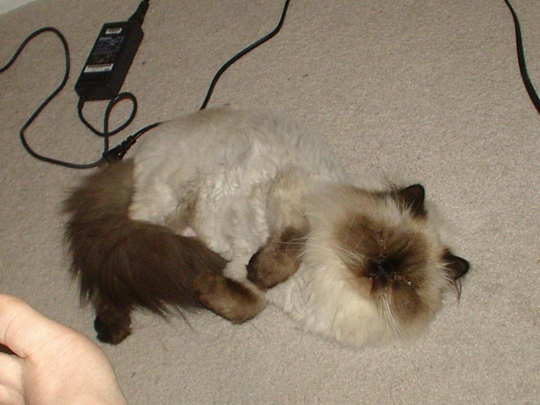 "So, quit watching me sleep already"