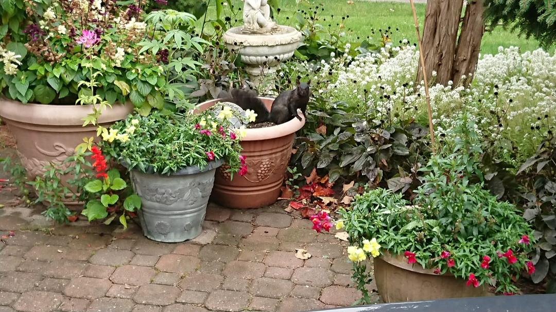 A Squirrel in my front yard staring me down, showing me who's in charge!