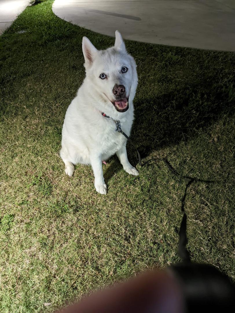 I need a good home for my Alaskan Huskie near DFW. $500 obo