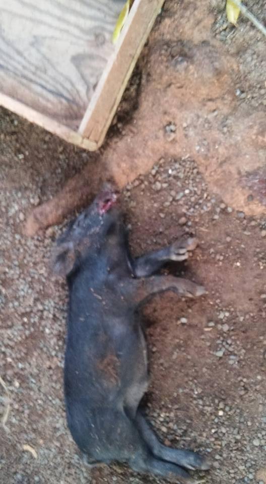 My Tiny died I'm so sad. He was such a good boar. He follwed me everywhere. Now I have no pet pig.