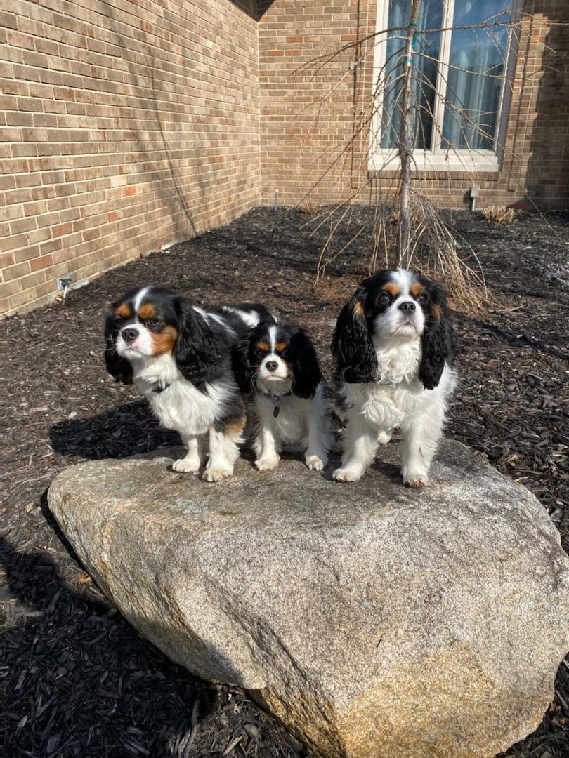 Spent a weekend with these sweet pups