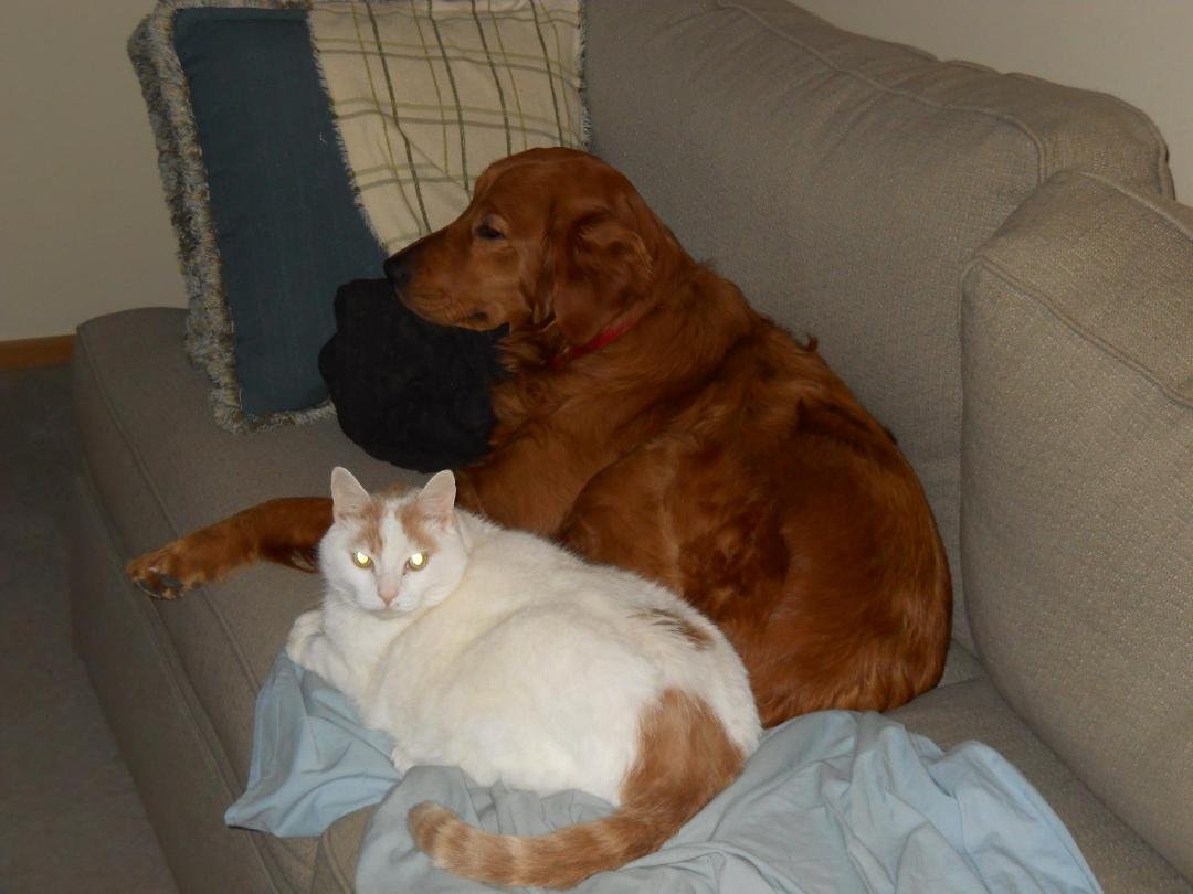 Our golden retriever Lily and her buddy Patch