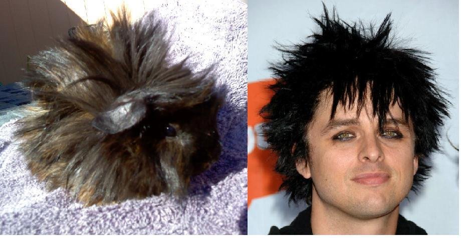 New pig Billy Joe:)