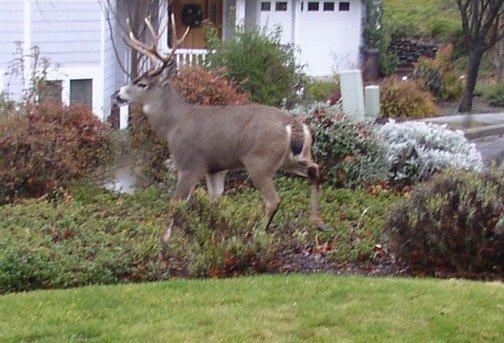 Yard ornament!