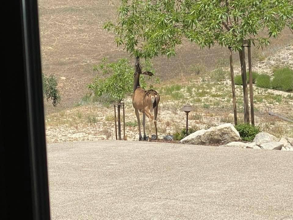 Never get tired of the deer... this one outside my office window yesterday morning.😝