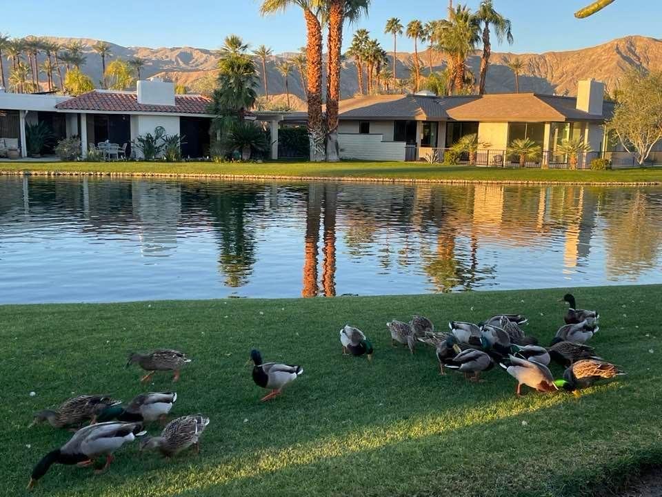 655 this morning outside our back patio. Mallard feeding frenzy!