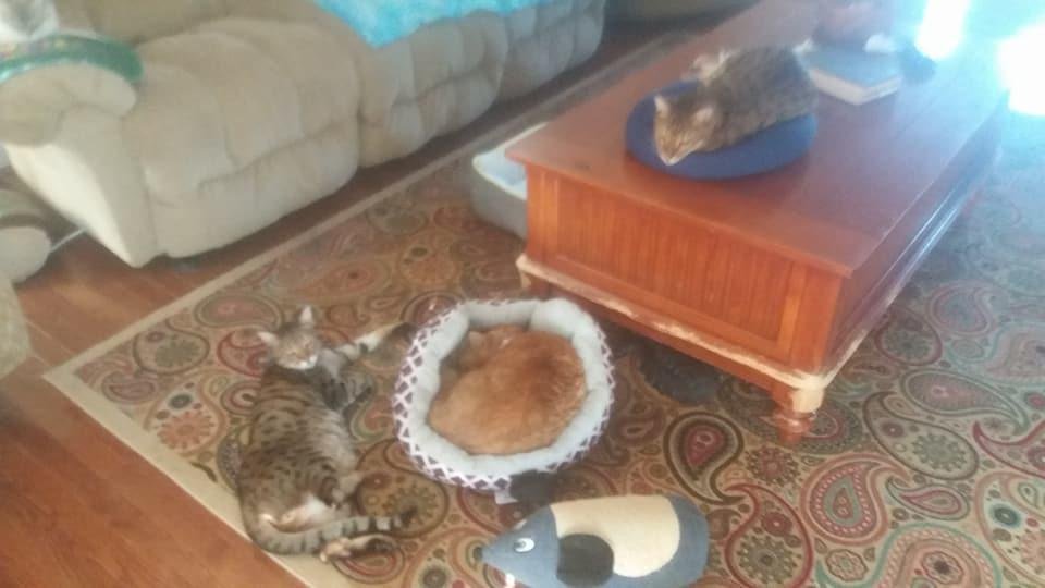 Sandy Elliott's album, Mobile Uploads