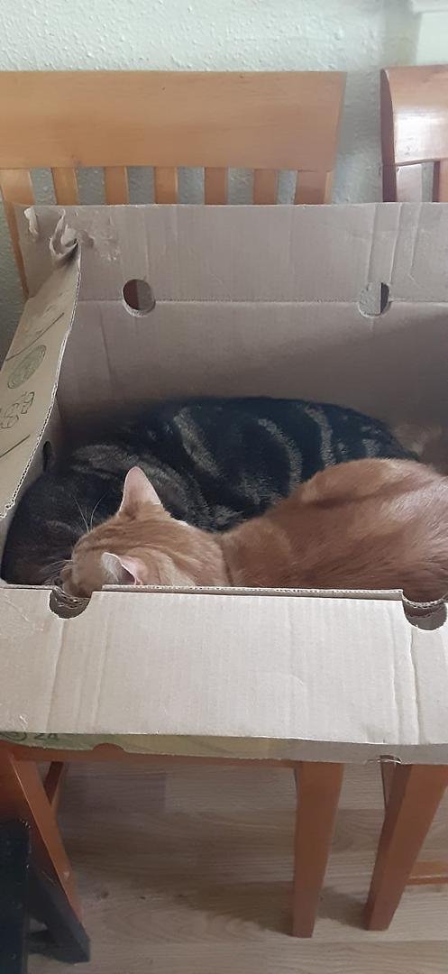 Cat beds, cat trees, cat toys and what do they like....empty boxes. Lol!