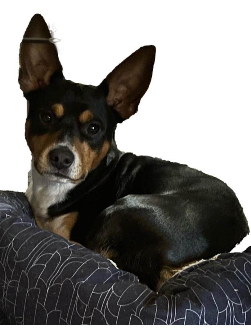 Vinny Lech's album, Mobile uploads