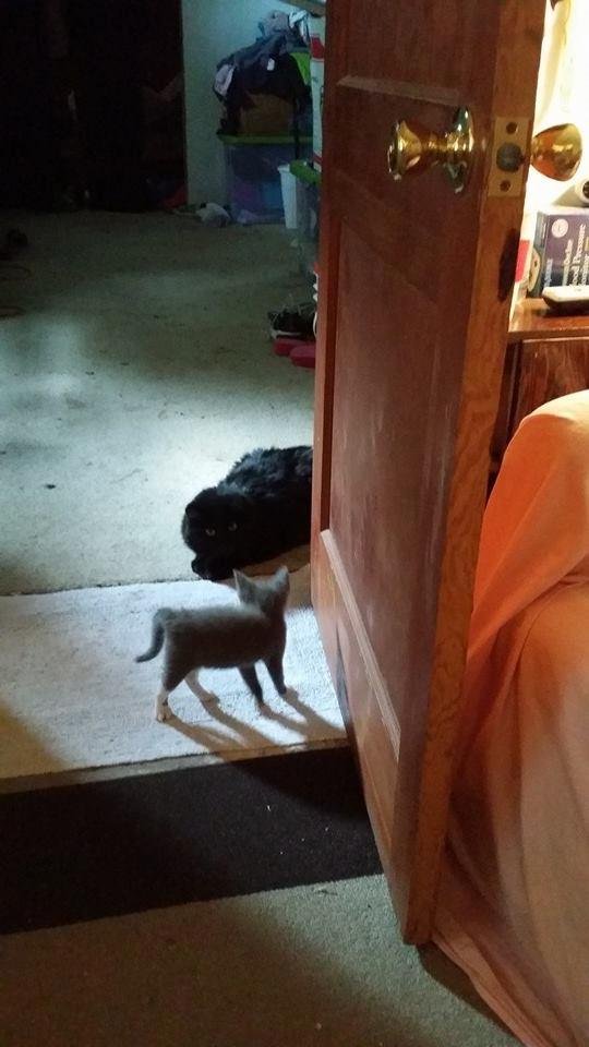 Zoey wants to play with the babies...but she just doesn't want anyone to know!!!!!!
