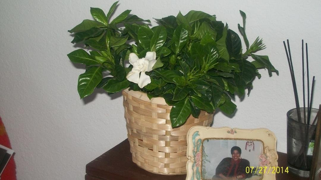 I LOVE Gardenias!Their fragrance is heavenly. Here is a snapshot of my first bloom!!