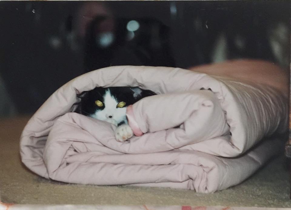 This is a photo of my 'aged' cat Roscoe. He is 19 1/2 years old. This photo was taken several years ago before 2000. Roscoe had crawled into this folded up quilt and stuck his head out. He still likes to get under cover.