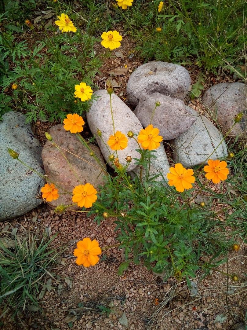 The hill country has lots of wild flowers!